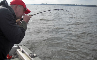 <p>Keith's got a good one! It's a hybrid striper caught on Lake Palestine, Tx</p>